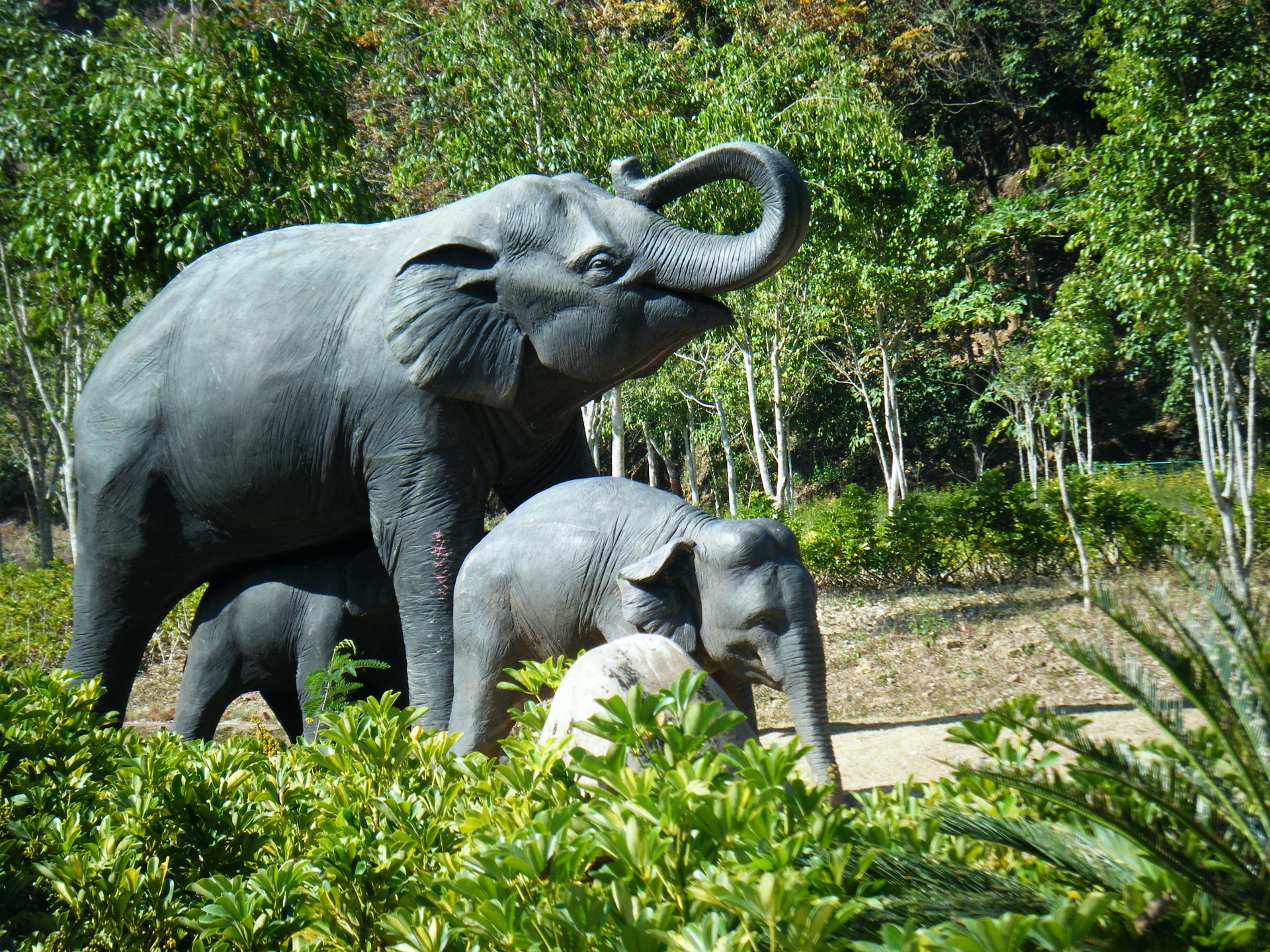 Wild Elephant Valley